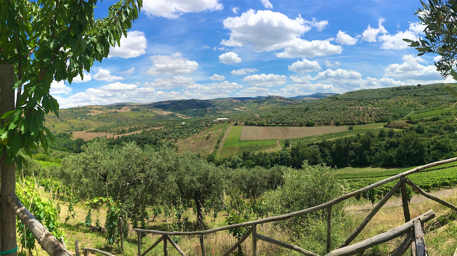A scenic vineyard and hilly countryside in Basilicata